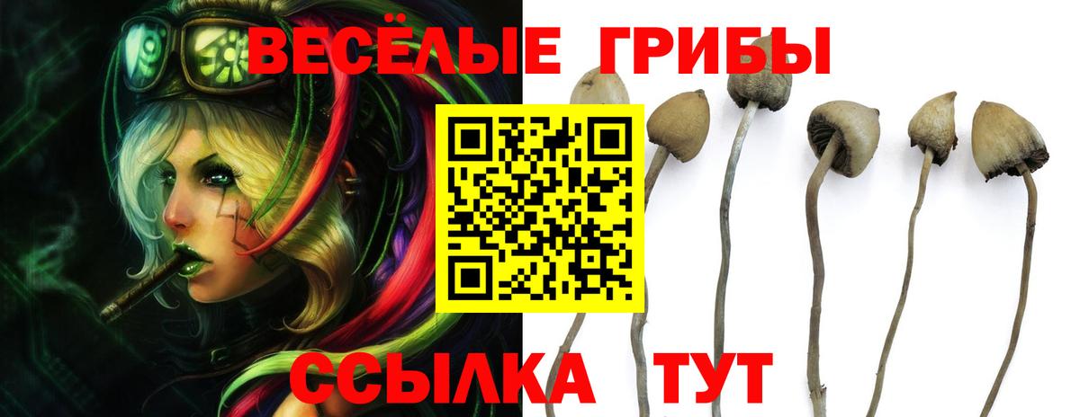 Псилоцибиновые грибы прущие грибы  Галлюциногенные грибы Cubensis  Вход с VPN  Избербаш 